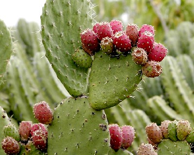 Prickly Pear Fruit